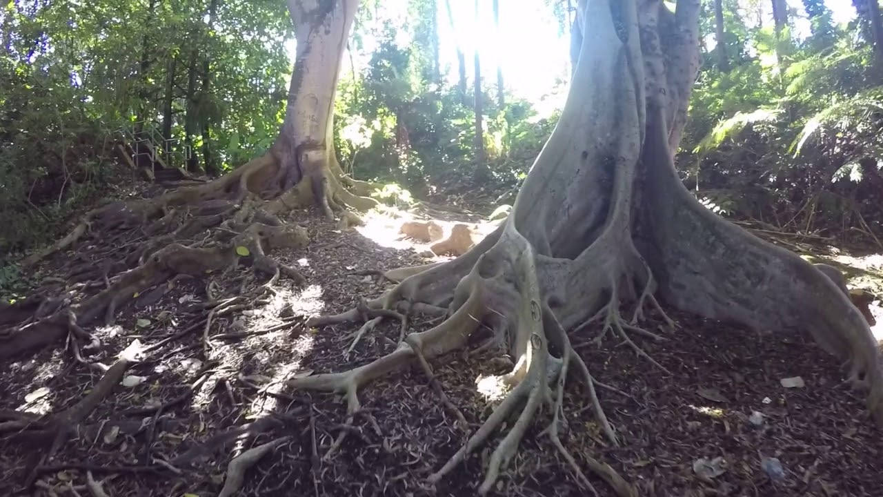 Wahiawa Botanical Garden Gulch Honolulu Hi Youtube