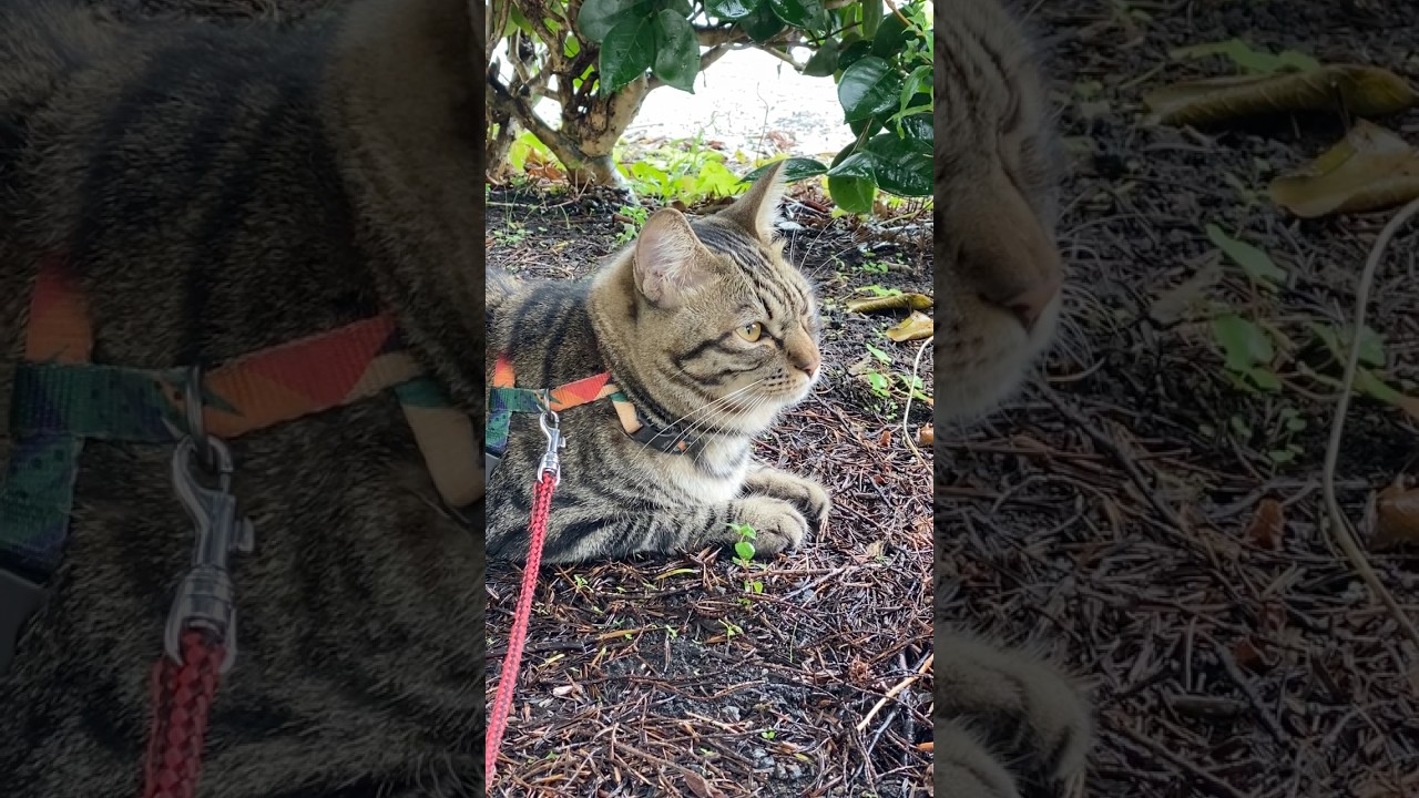 あんまり怒るので散歩したけど、雨宿りして動かない。こんな日もあるさ〜。 #猫 #cat #キジトラ #shorts