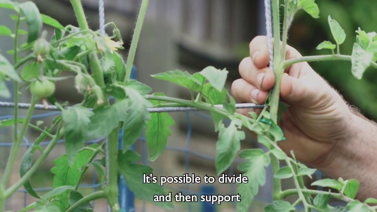 Tomato Growing Tips - part 2