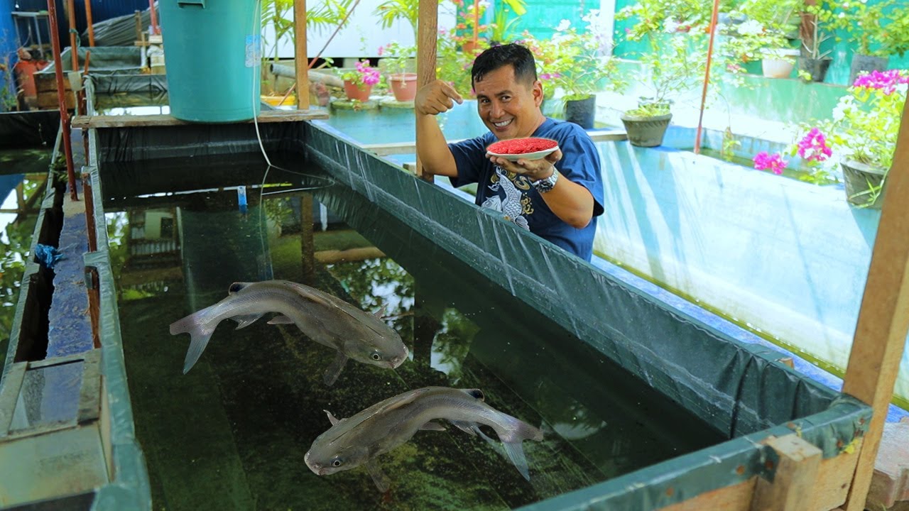 CATFISH FARMING│Feeding high protein food! Preparing catfish breeders