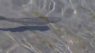 1050922武陵農場七家灣溪櫻花鈎吻鮭幼魚3