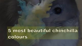 Top 5 most beautiful chinchilla colours