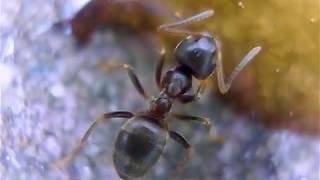 Ants Eating Honey - Video filmed with a HUE HD camera! screenshot 5