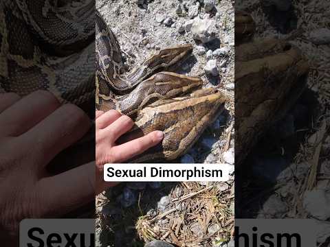 Sexual Dimorphism in Burmese Pythons #python #snake #wildlife #florida #nature