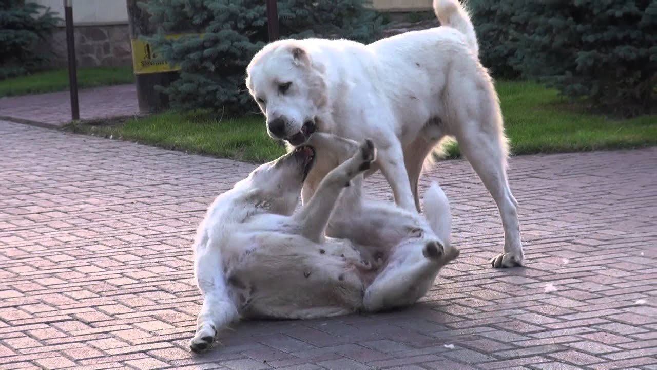Среднеазиатские овчарки питомник "Зар-Нияз" - YouTube