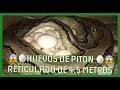 😱🥚🥚INCUBANDO HUEVOS DE PITÓN DE 4.5 METROS DE LARGO (con Beto Shiavon)🥚🥚😱