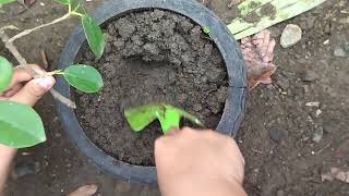 Cutting Artificial Process - Project in T.L.E Subject