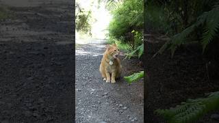 Lonely cat meowing