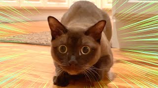 Cat prepares to pounce... by Cute Burmese Cat 3,774 views 2 years ago 32 seconds