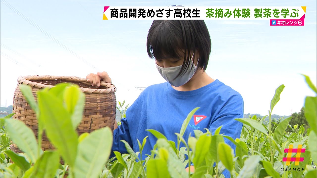 商品開発目指す高校生 茶摘み体験 製茶を学ぶ 静岡県 Youtube