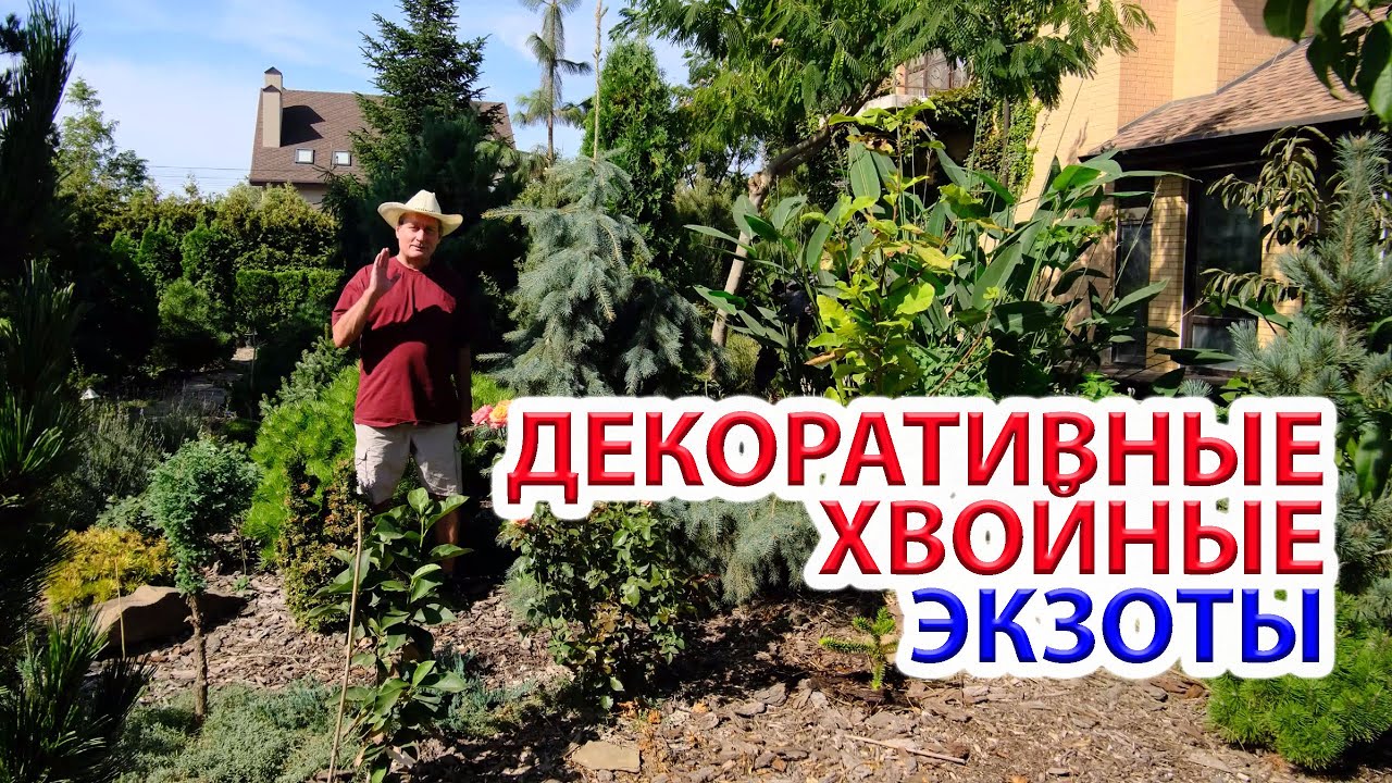 Декоративные хвойные экзоты.  Прогулка по саду.