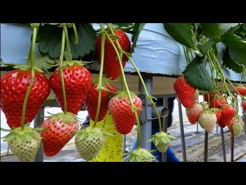 Video: Mulching Strawberry: Kung Paano I-mulch Ang Mga Ito Sa Taglagas? Maaari Ko Ba Itong Gawin Sa Sariwang Sup At Dayami? Ang Pinakamahusay Na Mulsa Para Sa Taglamig