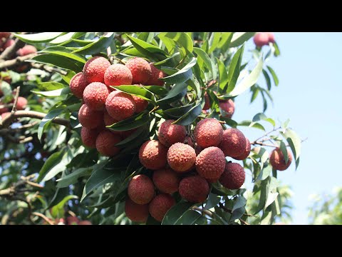 Video: Waarom de exotische lychee-vrucht zo nuttig is (alle eigenschappen)