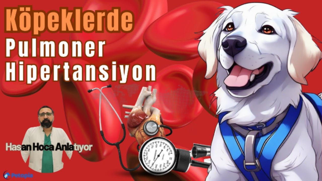 Köpeklerde Pulmoner Hipertansiyon!