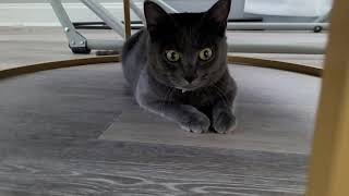 Kitten freaks out when he sees a stranger and hides under the table !! by Quantum Audio (Quantum Meow) 4,006 views 1 year ago 35 seconds