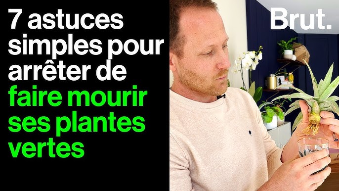 🌿 PLANTES EN SUSPENSION : COMMENT LES ACCROCHER, COMMENT ARROSER