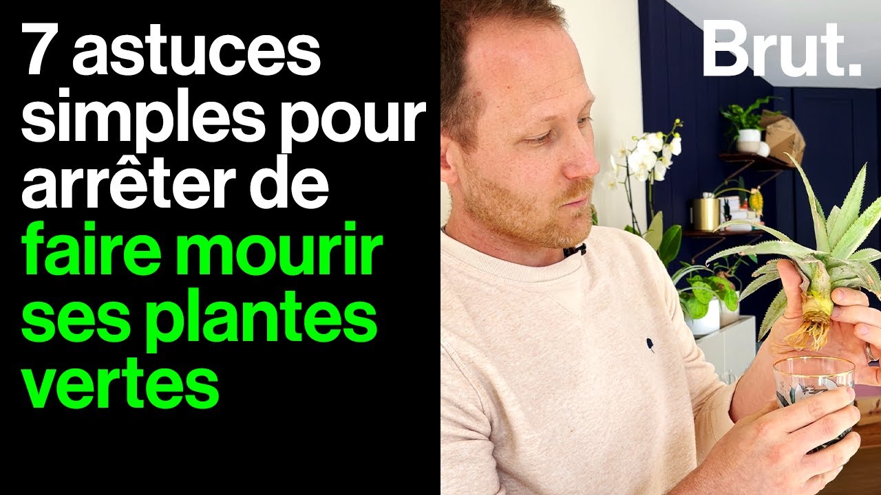 Prendre soin de ses plantes d'intérieur, c'est facile ! 