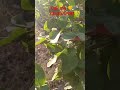 White Biba tree kya hai safed belwa Ibhilawa seeds Original available call me 7353572984#bhilava