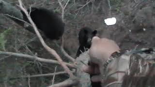 Black Bear Attack - Charging Black Bear Gets Stopped By Bear Spray While Bowhunting