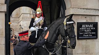 Meet PRETORIA, a HUGE 18.2 hands Blues and Royals King's Guard Horse!