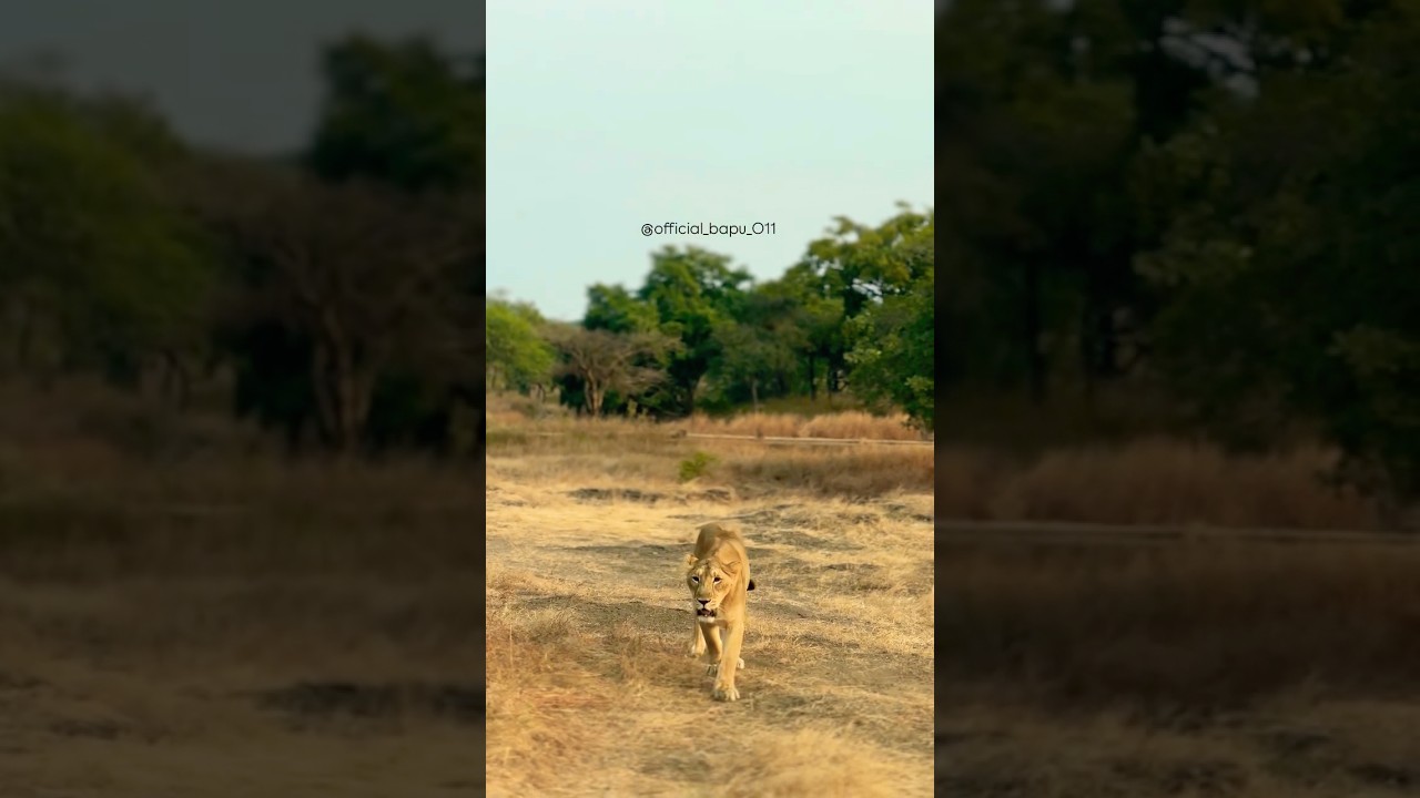 Queen of my jungle ❤️ 