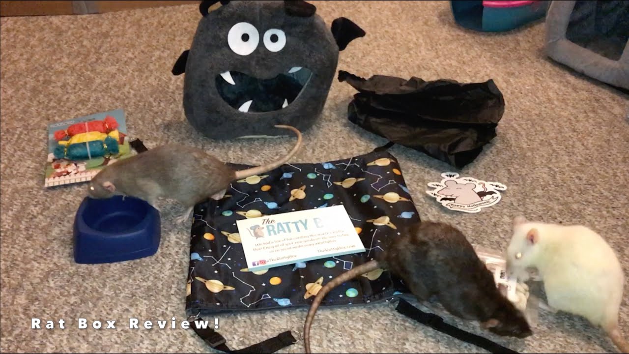 Reviewing October 2021's Ratty Box (A Rat Subscription Service!) YouTube