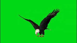 Green screen burung elang