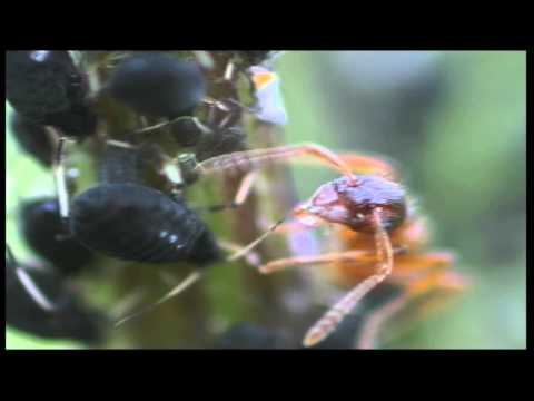 Video: Kannukasvien tuholaiset – Kuinka päästä eroon lihansyöjäkasvien hyönteisistä