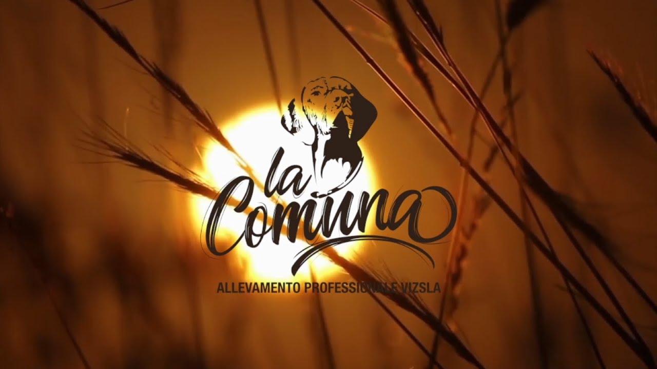 La Comuna - Allevamento professionale di Bracco Ungherese Vizsla