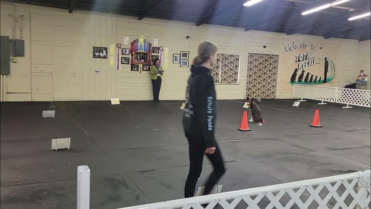 akc-beginner-novice-11-13-22-youtube