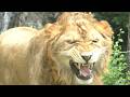 つくし君のフレーメン顔が見られました♪とべ動物園にて