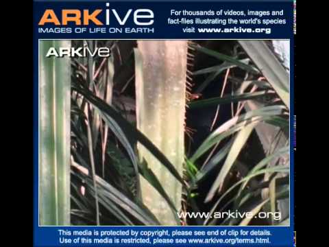 ARKive video 440E96E4 5821 4B37 8E74 C1E823BB75C9 - YouTube