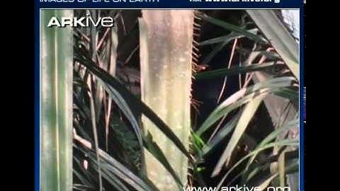 ARKive video 440E96E4 5821 4B37 8E74 C1E823BB75C9