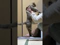 家猫になりたいと夢見た野良猫を家族に迎えた結果… #shorts