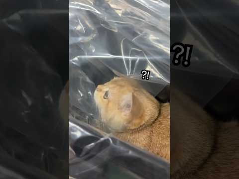 숨어있다가 들킨 고양이 반응 #shorts