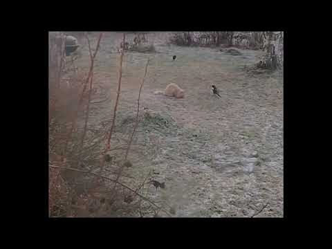 Magpies steal prey from cat