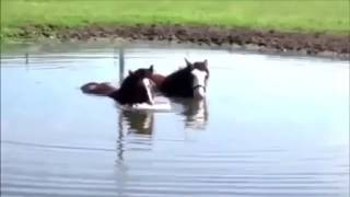 Лето лошади купаются