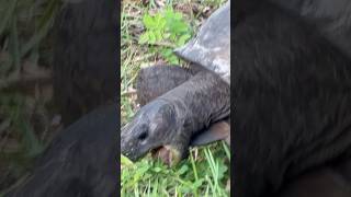 A Florida Snapping Turla