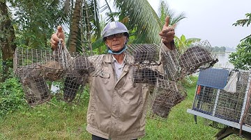 Đi Thăm Bẫy Chuột Cống Nhum Mùa Nước Nổi Dính Toàn Chuột Khủng.Góc Làng Quê TV # 28