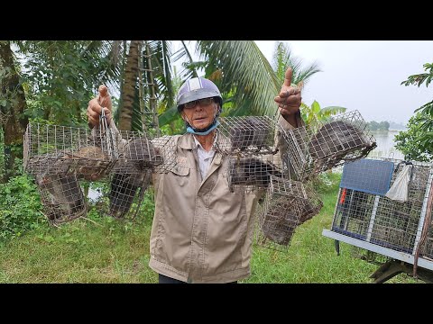 Video Đi Thăm Bẫy Chuột Cống Nhum Mùa Nước Nổi Dính Toàn... - youtube
