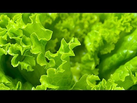 Выращивание салата. GuberniaTV