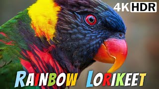 COLORFUL BIRDS | THE AMAZING RAINBOW LORIKEETS | RELAXING BIRD SOUNDS | STRESS RELIEF | EXOTIC BIRDS