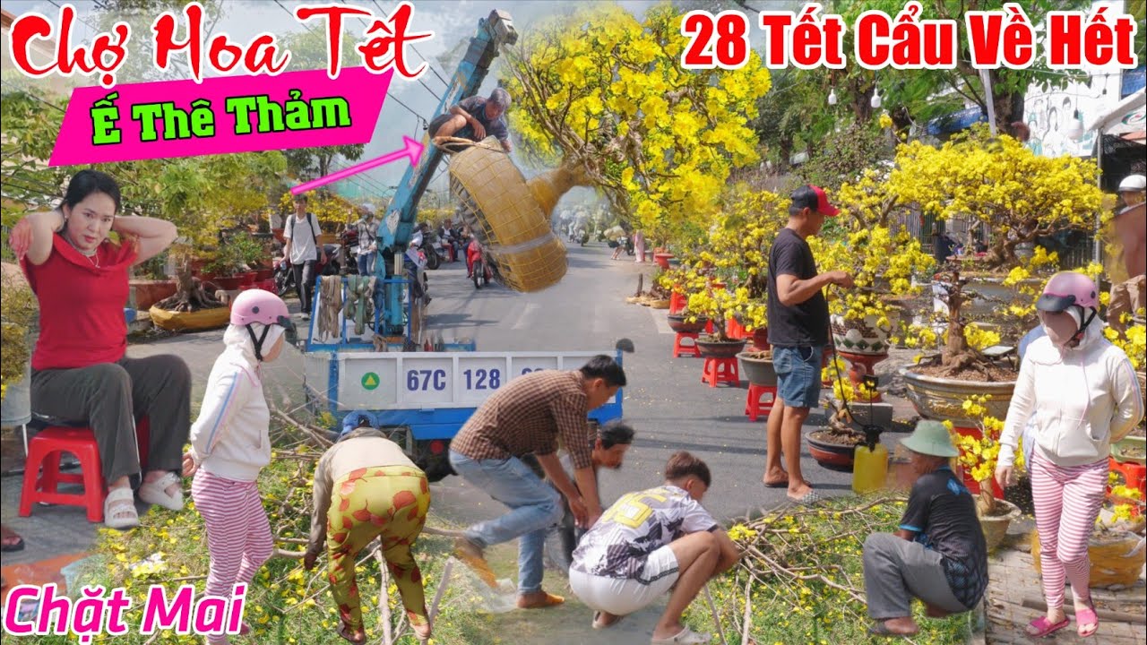 Ế thê thảm 28 tết chặt mai cẩu về sớm không bán được 1 chậu chợ hoa tết long xuyên 2026