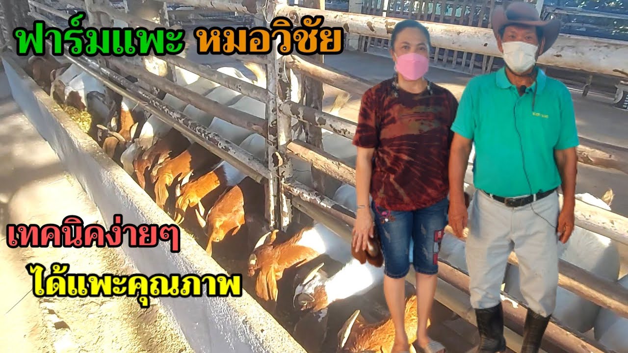 เลี้ยงแพะง่ายๆและได้คุณภาพกับ ฟาร์มแพะหมอวิชัย EP.2