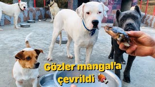 KANGAL BARON’UN MANGAL RESEPSİYONUNDA GERGİN ANLAR :)