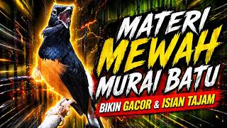 PANCINGAN MURAI BATU PAGI HARI FULL ISIAN TEMBAKAN, AMPUH BIKIN MURAI BATU BONGKAR ISIAN