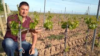 Лозе с формировка- КОРДОН РОАЯ (Grape trellis system) Cordon Royat