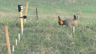 Greater prairie-chicken boom
