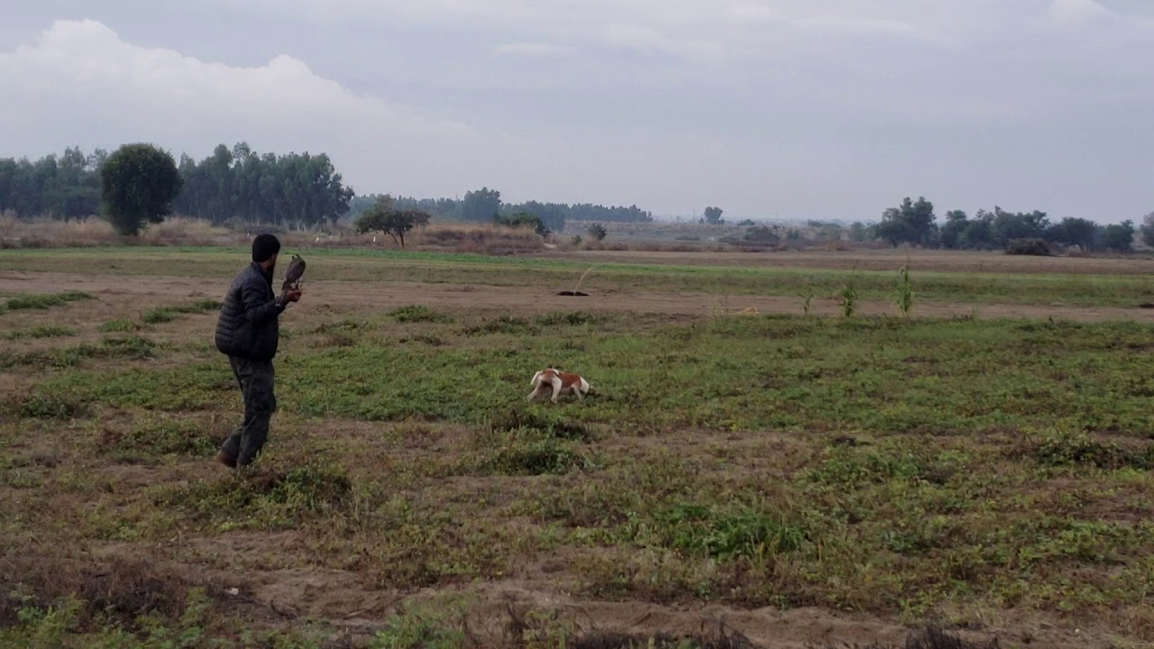 Pakistan goshawk hunting.. 