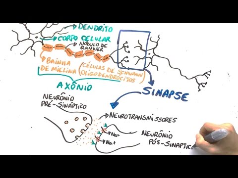 Vídeo: Papéis Funcionais De RNAs Não Codificantes Longos No Desenvolvimento E Doença De Neurônios Motores